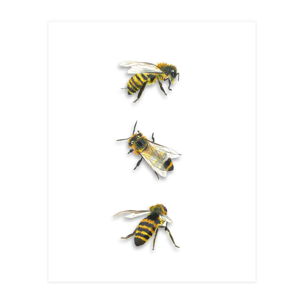 The 3 Bee's (Print Only)