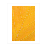 Autumn Leaf (Print Only) thumbnail