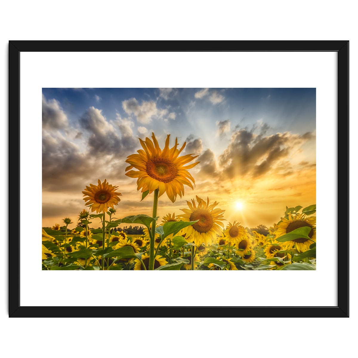 Lovely sunflowers in sunset