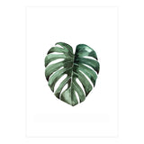 Botanical Illustration Monstera Deliciosa (Print Only) thumbnail