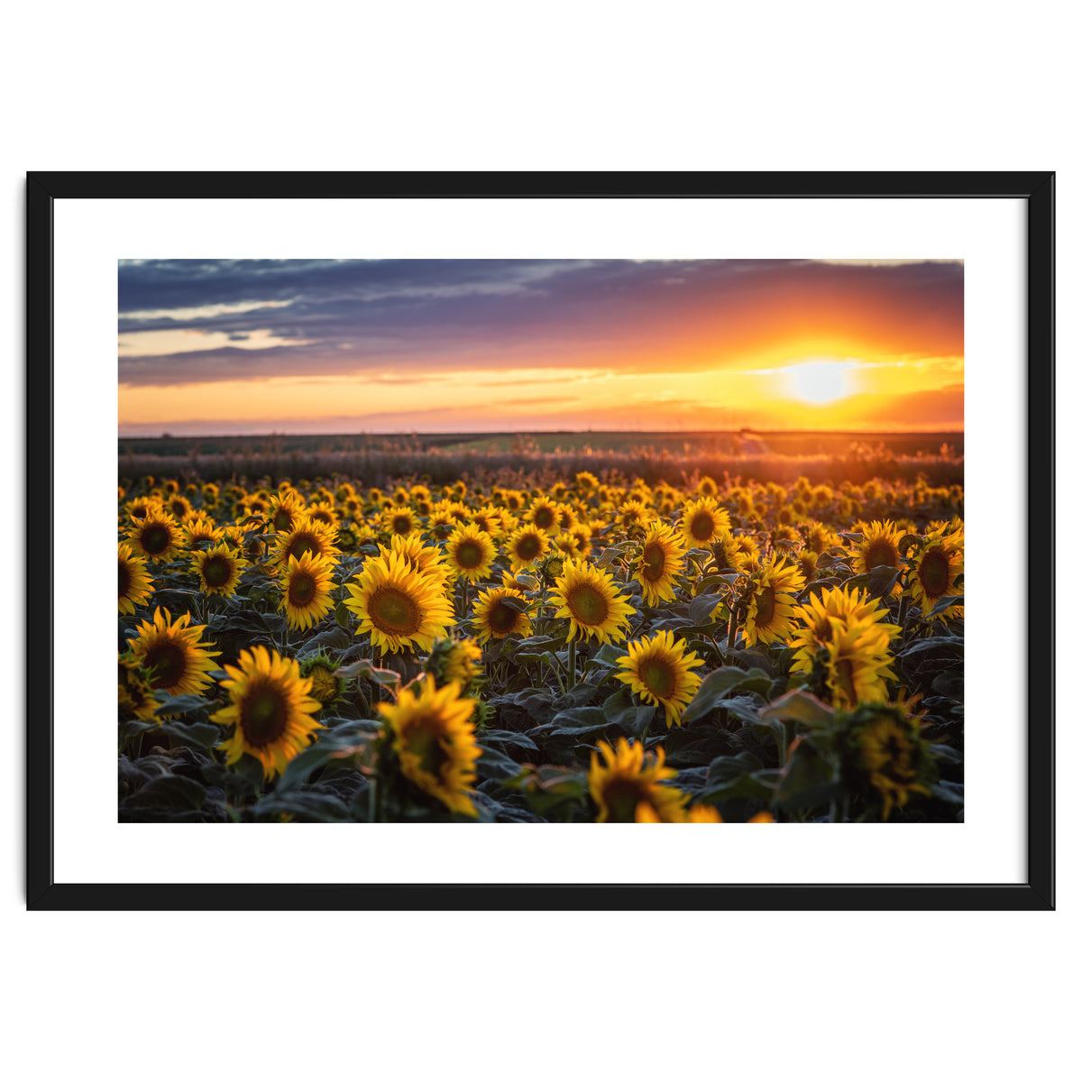Sunflowers at Sunset