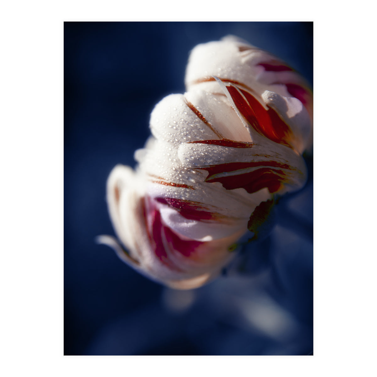 Drops White Flower (Print Only)