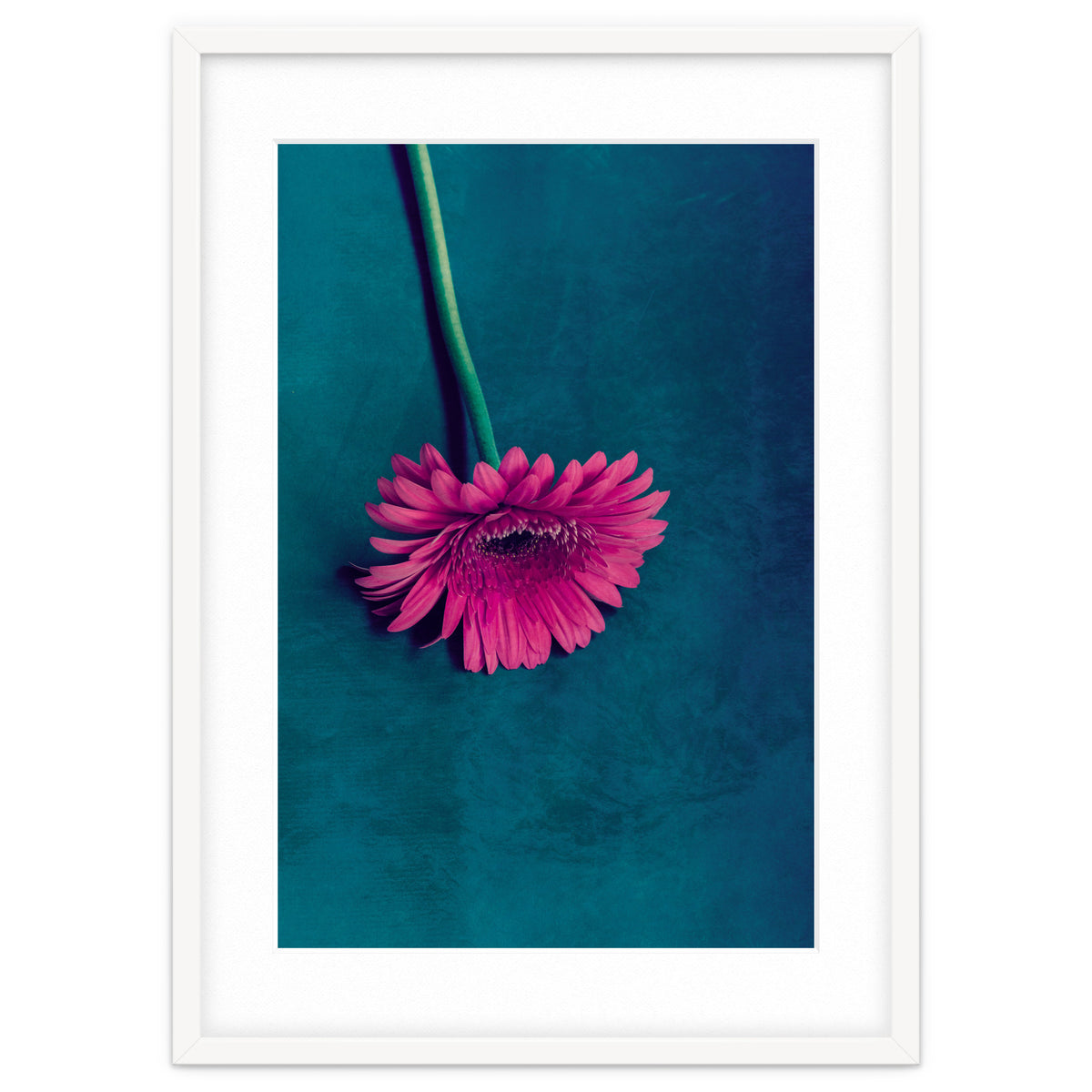Gerbera for love