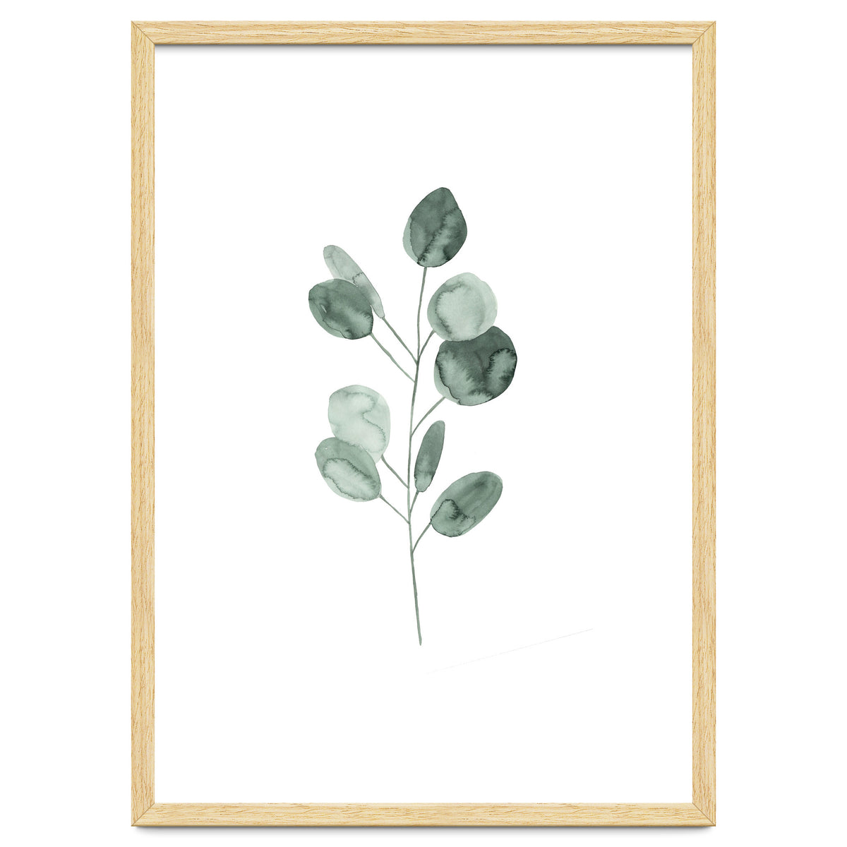 Botanical Illustration Eukalyptus2