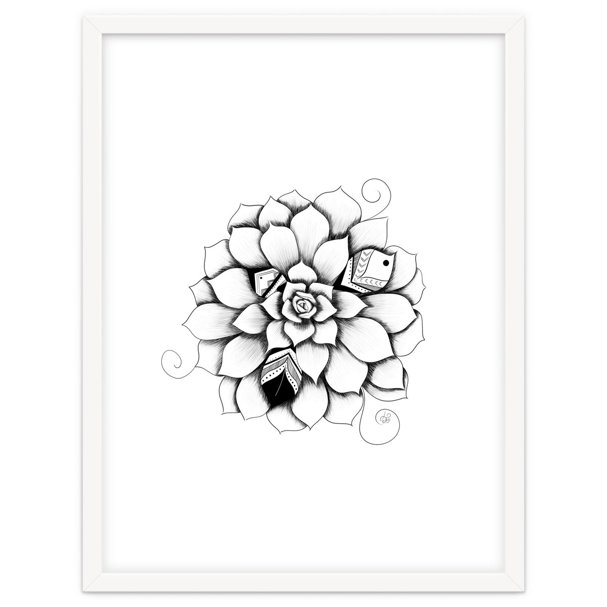 Poetic Echeveria Plant