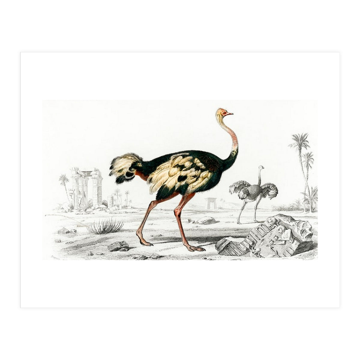 Struthio illustrated (Print Only)