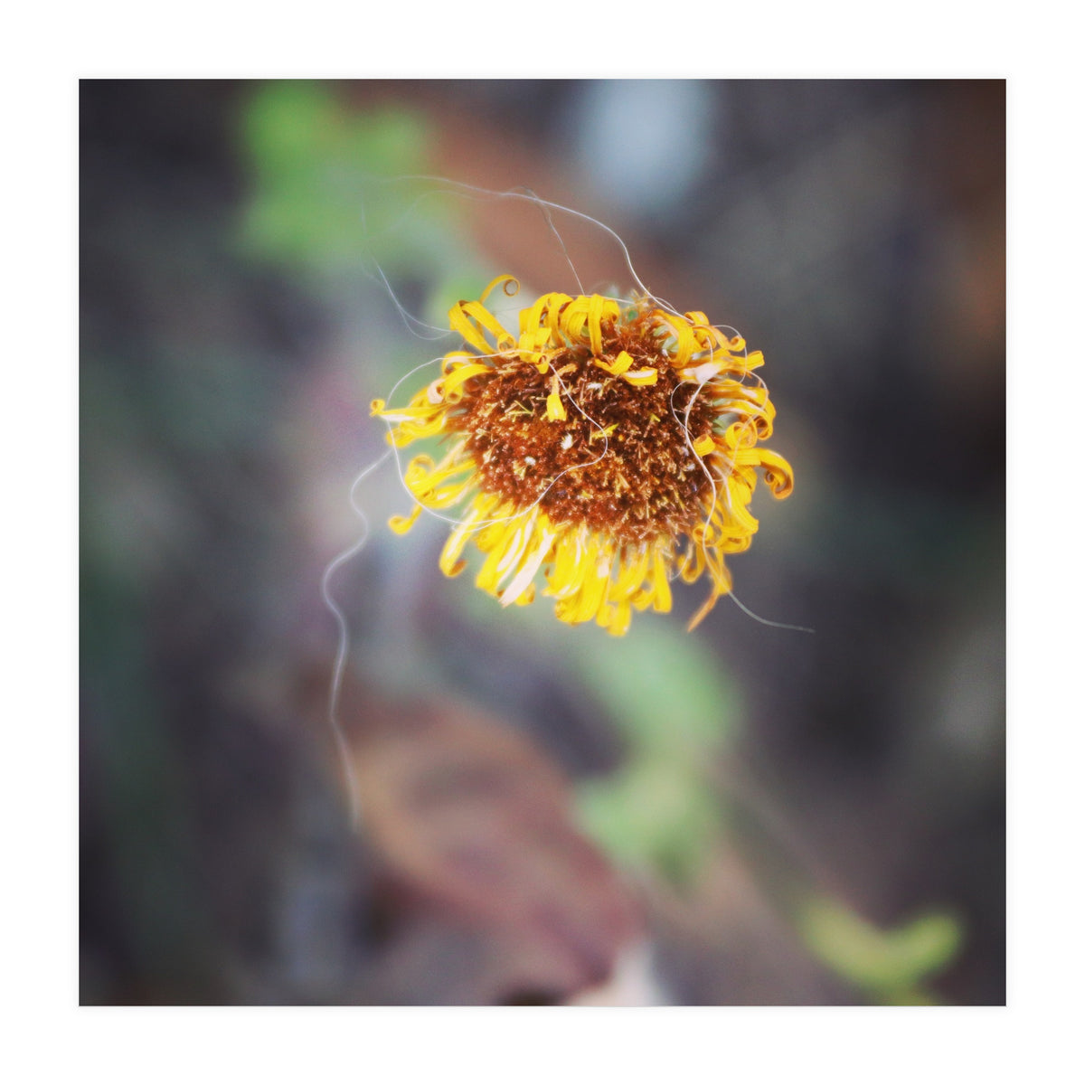 yellow daisy (Print Only)