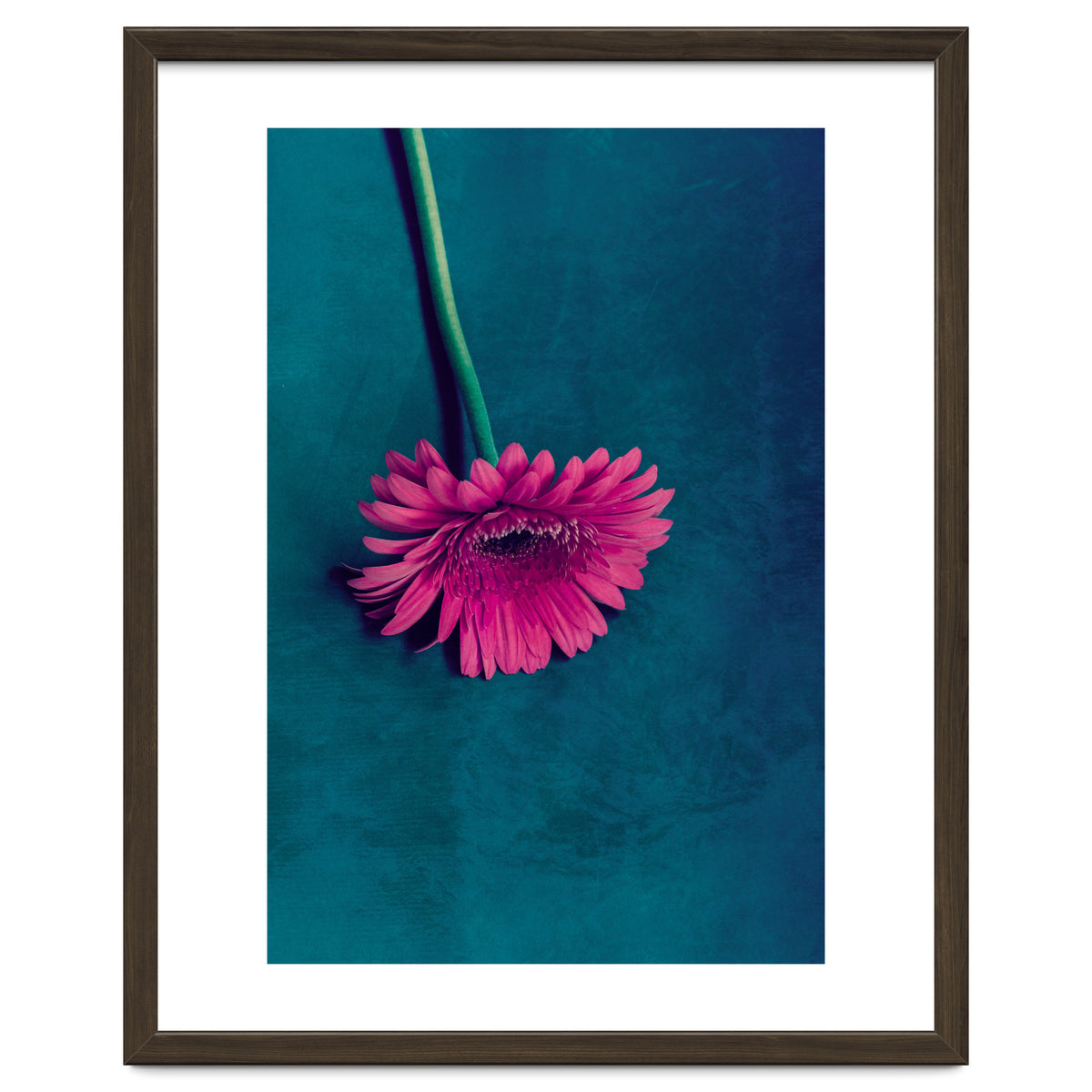 Gerbera for love