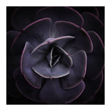 DARKSIDE OF SUCCULENTS VIII (Print Only) thumbnail