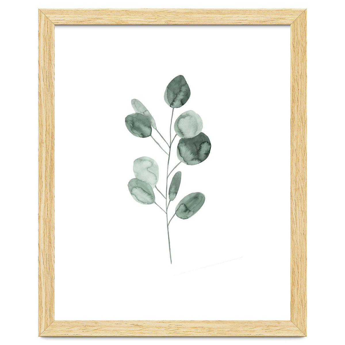 Botanical Illustration Eukalyptus2