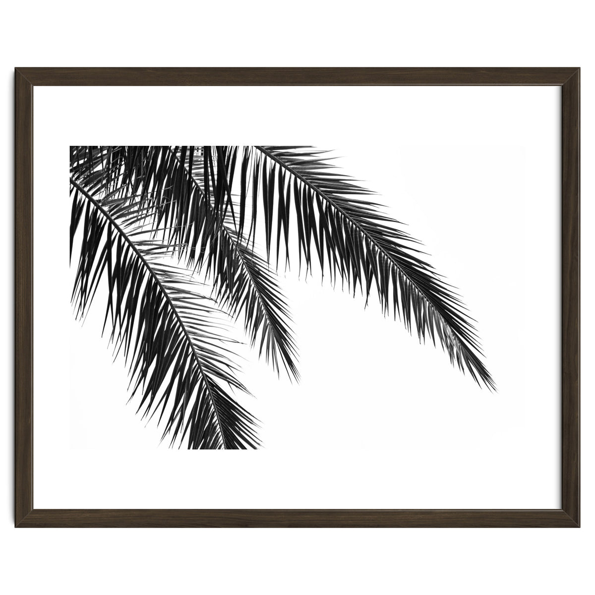 Palm Leaves