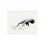 Anteater (Print Only) thumbnail