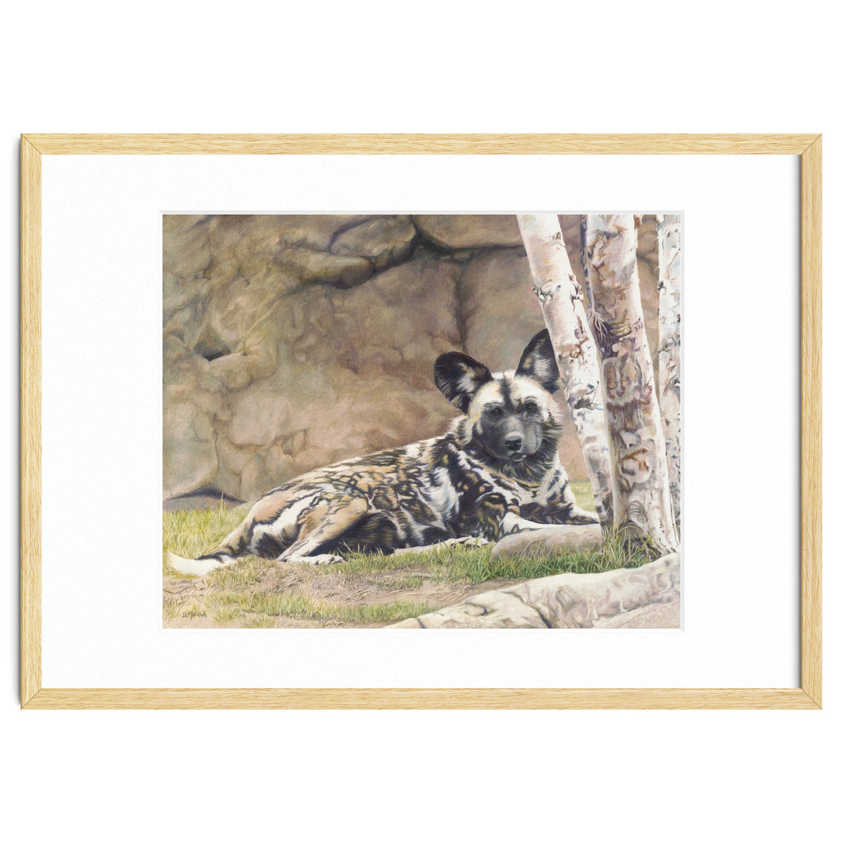 Afican Painted Dog IV - Imara