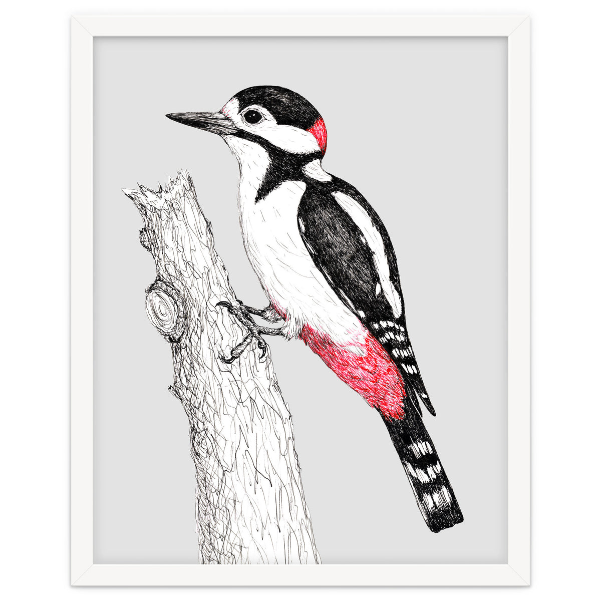 Great spotted woodpecker