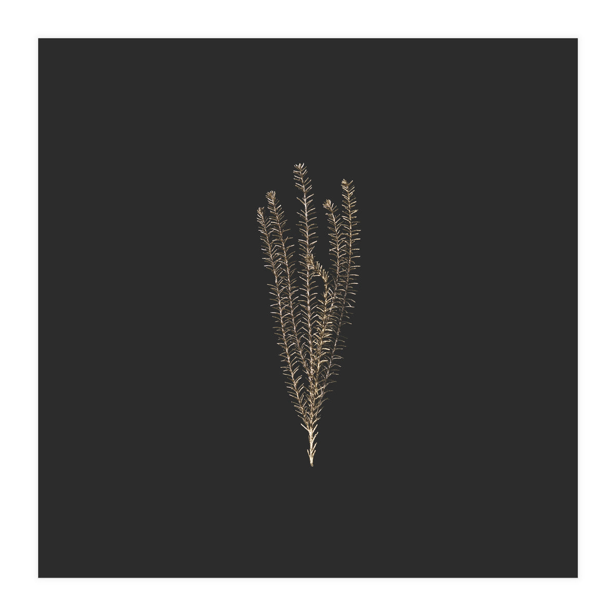 Delicate Fynbos Botanicals in Gold and Black - Square (Print Only)