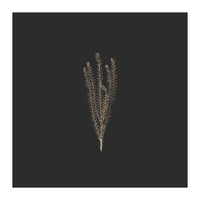 Delicate Fynbos Botanicals in Gold and Black - Square (Print Only)