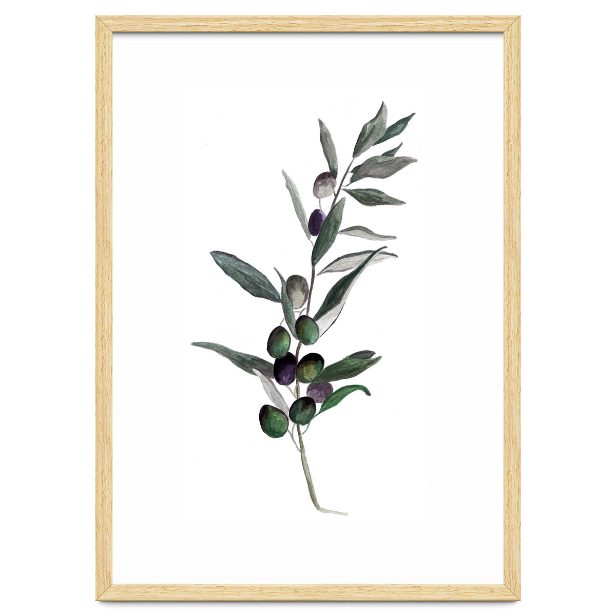Botanical Illustration Olive