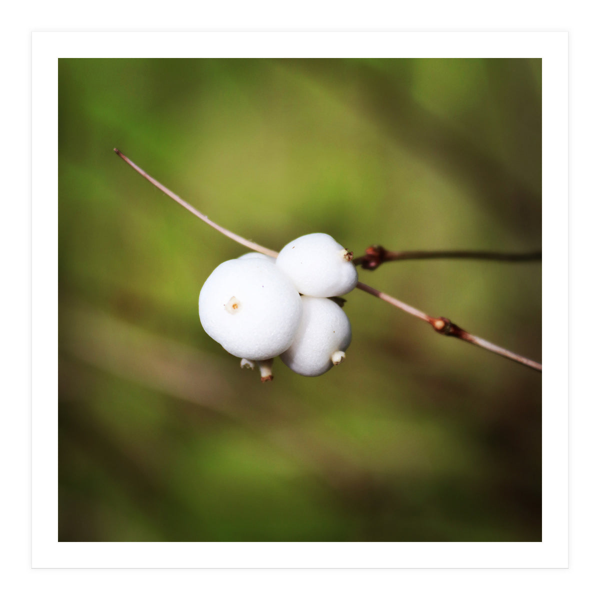 winter berries (Print Only)