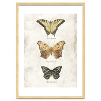 Butterflies I