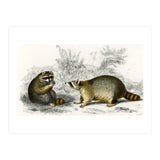 Raccoon illustrated (Print Only) thumbnail