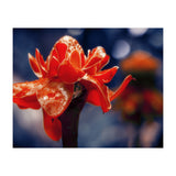 Red Flower (Print Only) thumbnail