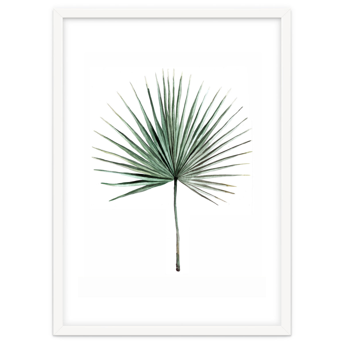Botanical Illustration Fanpalm