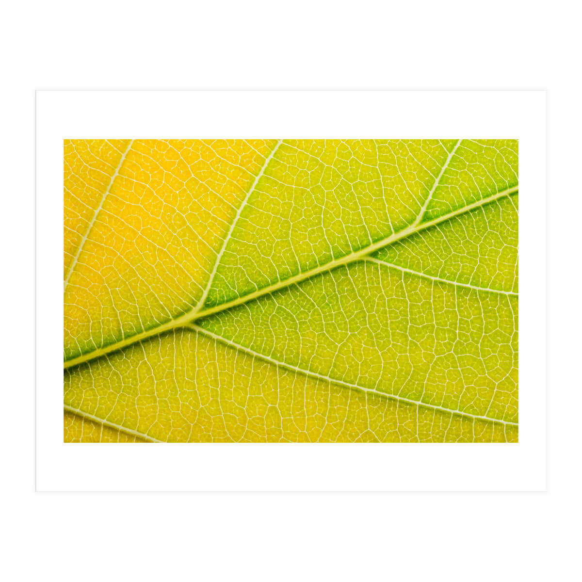 Autumn Leaf (Print Only)