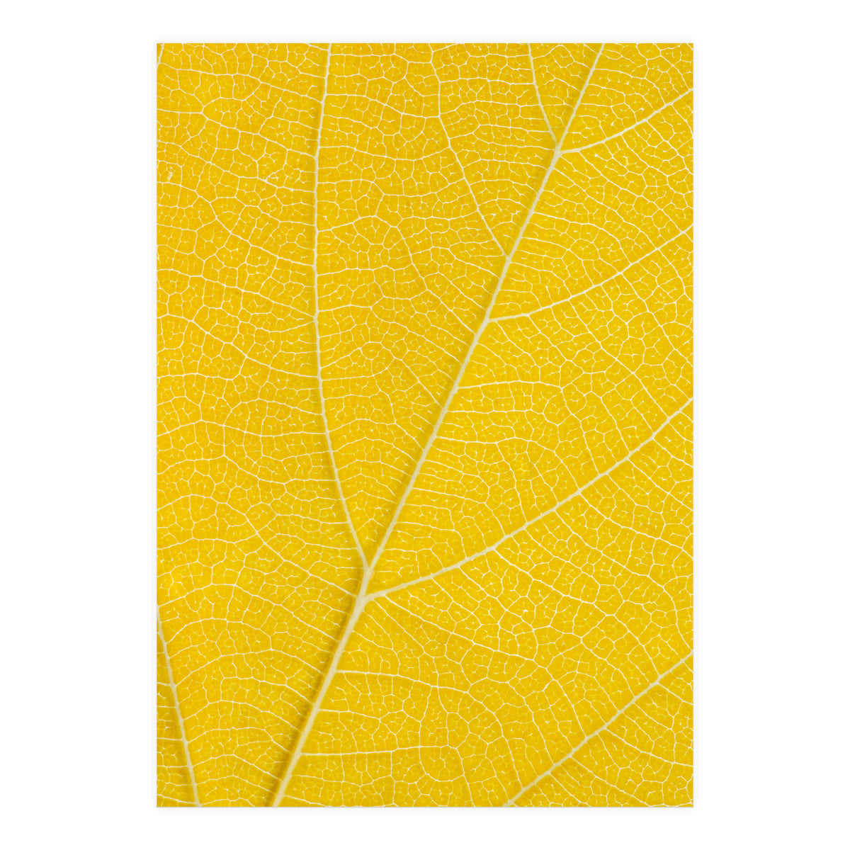 Autumn Leaf (Print Only)