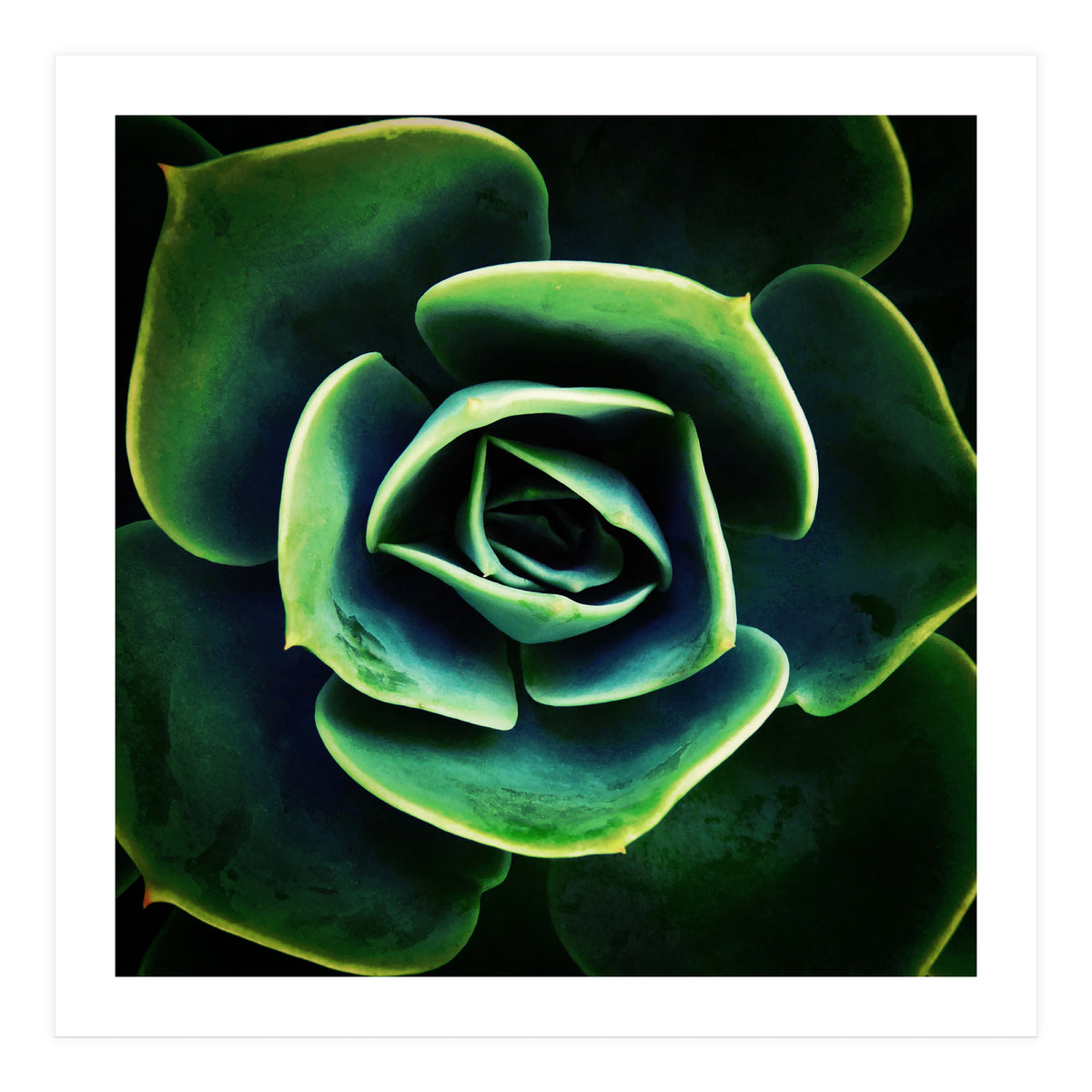 DARKSIDE OF SUCCULENTS XIV (Print Only)