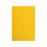 Autumn Leaf (Print Only) thumbnail