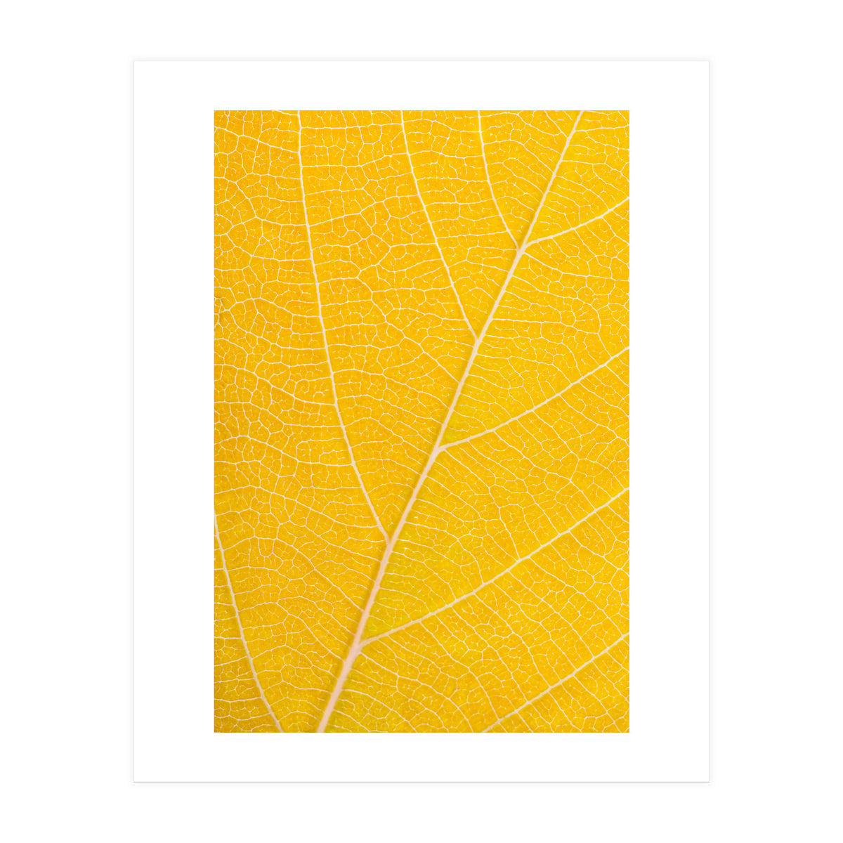 Autumn Leaf (Print Only)