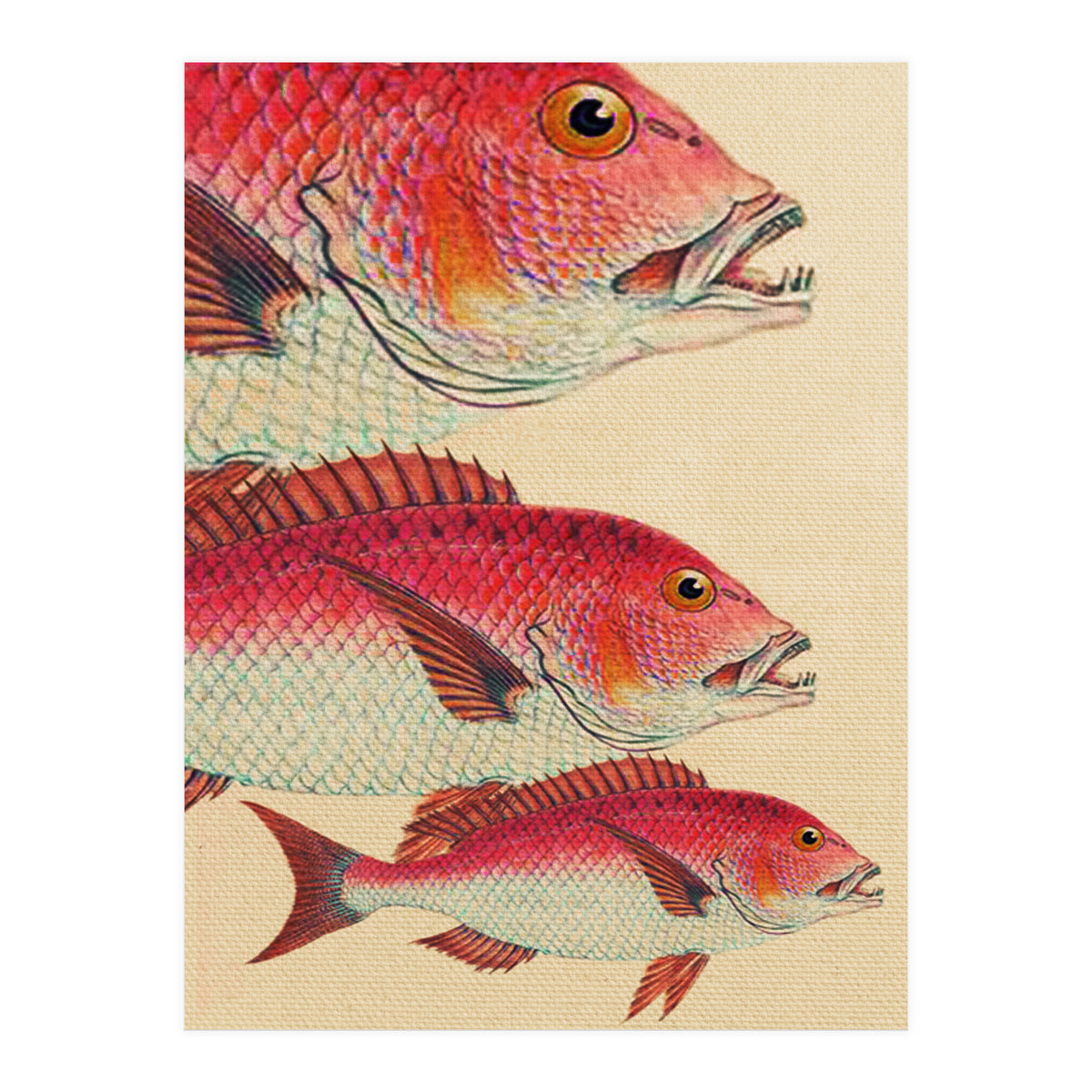 Fish Classic Designs 7 (Print Only)