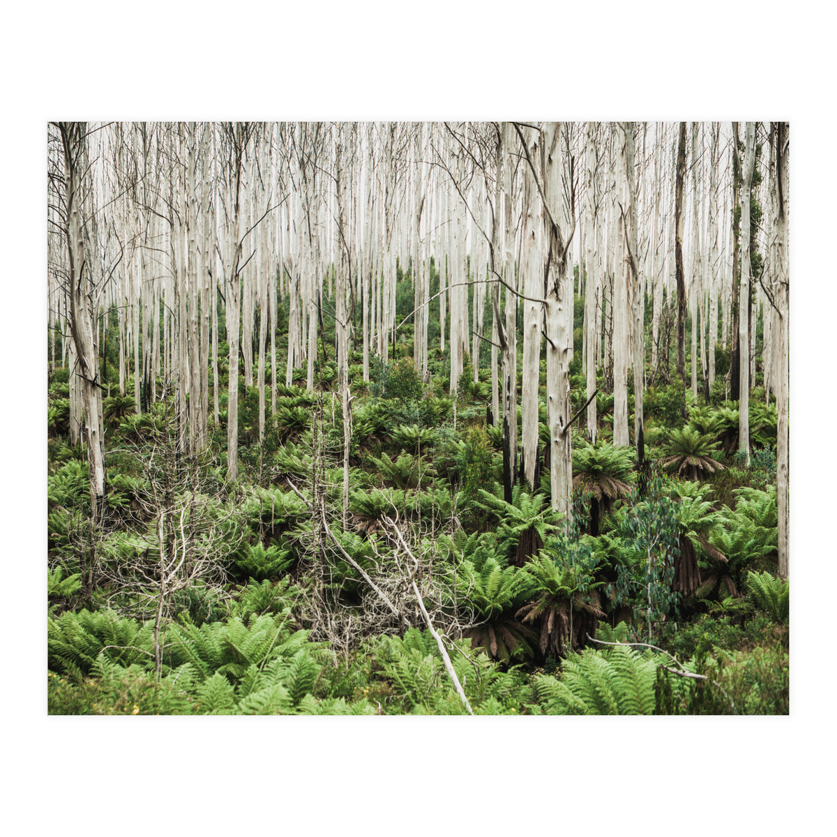 Forest After The Fire (Print Only)