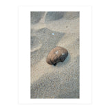 Coastal Shell (Print Only) thumbnail