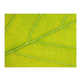 Autumn Leaf (Print Only) thumbnail