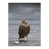 Treading the boards (Print Only) thumbnail