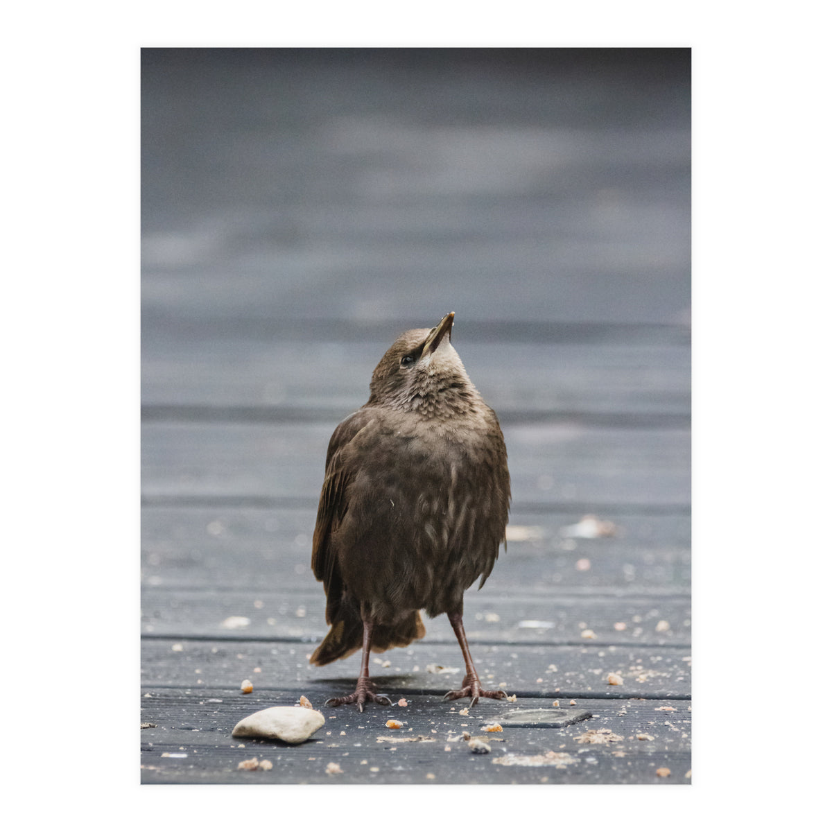 Treading the boards (Print Only)