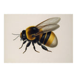 Bumblebee Vintage Illustration (Print Only) thumbnail