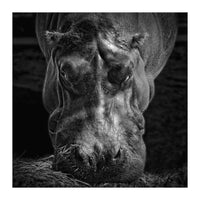 Hippopotamus (Print Only)