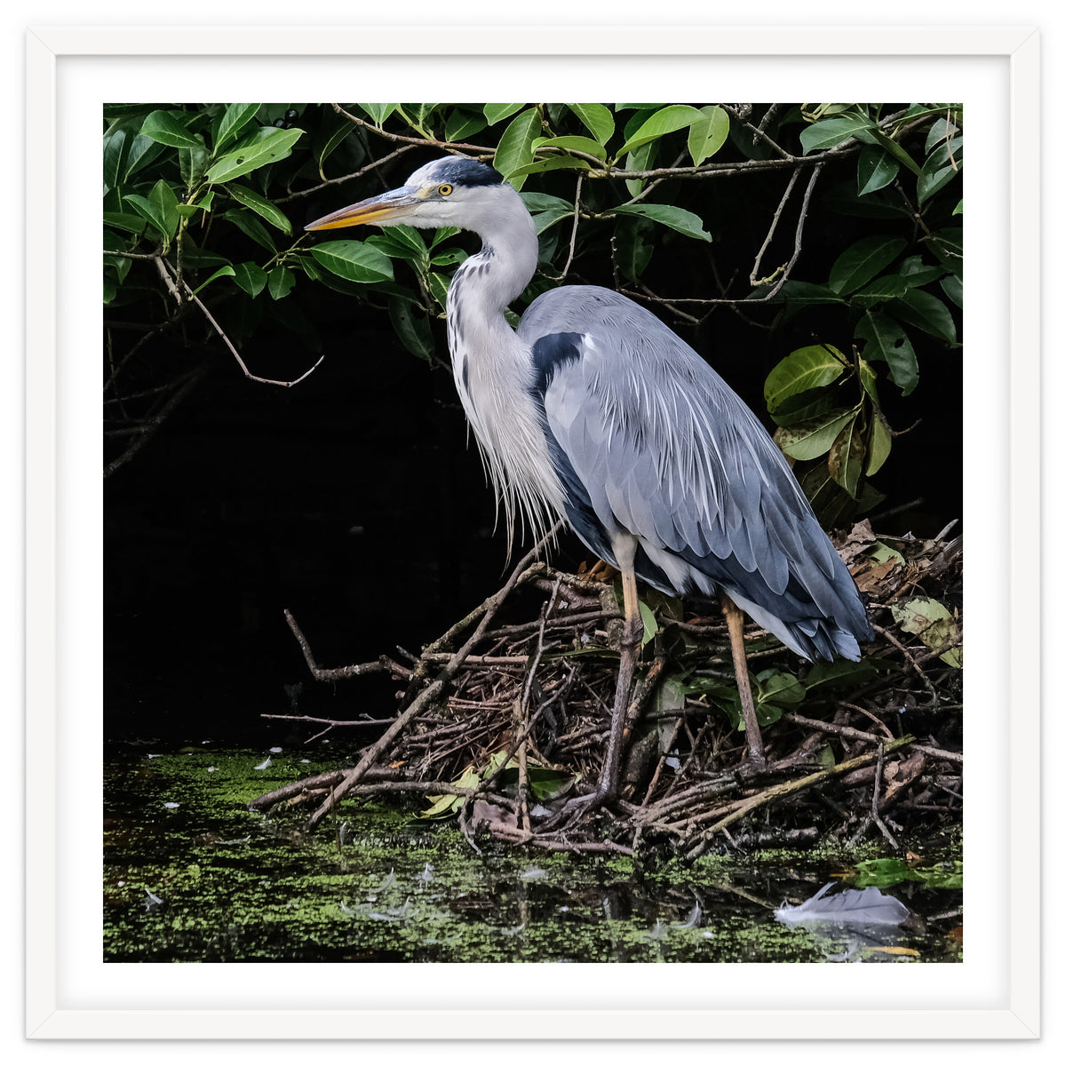 Heron