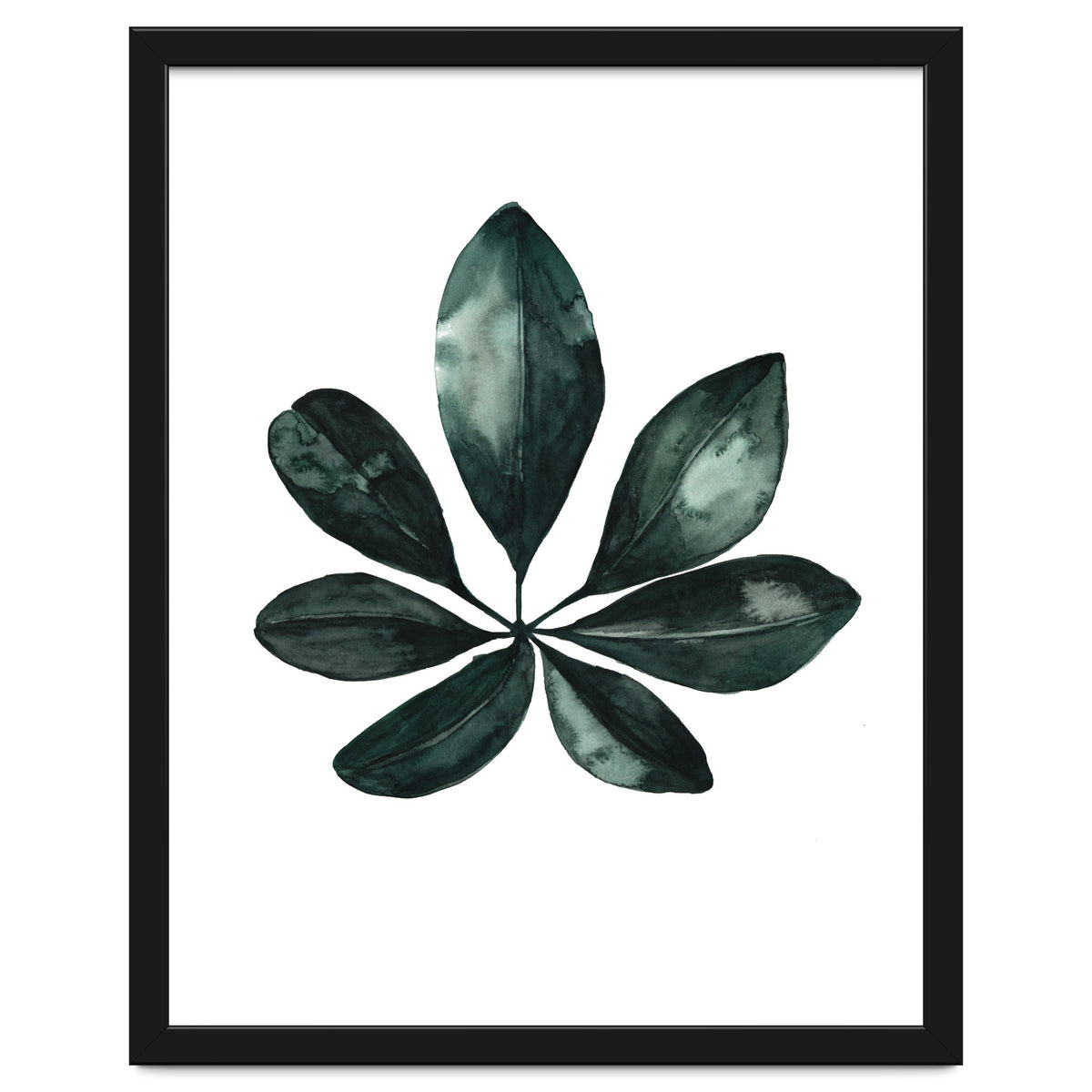 Botanical Illustration Arboricola Schefflera