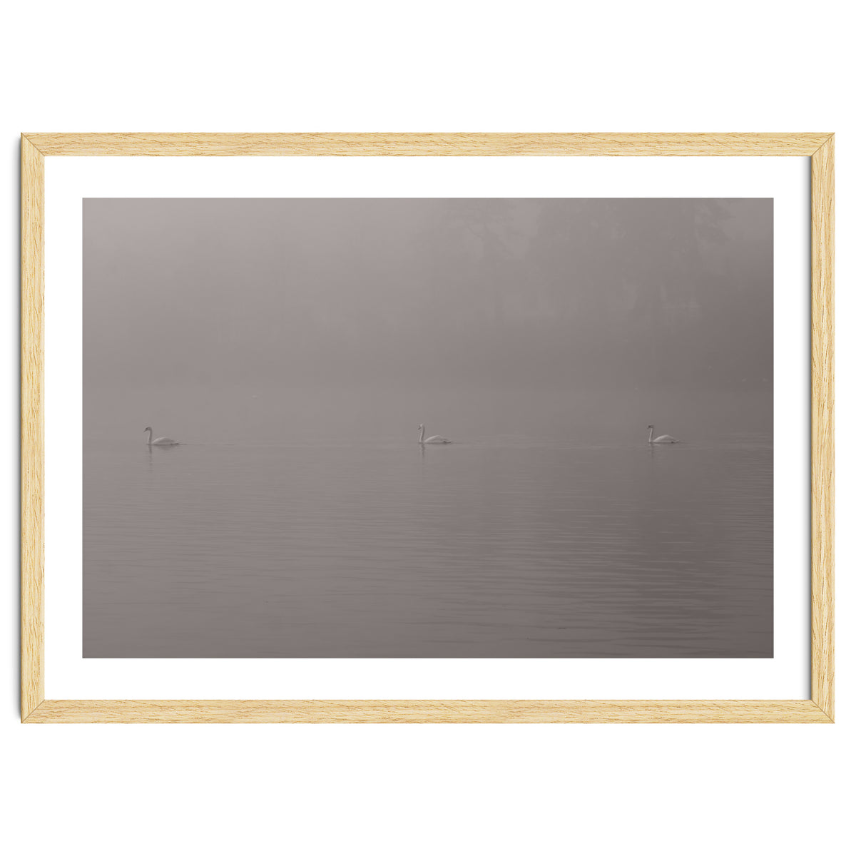 Swans in the mist