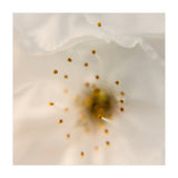 Milk Blossom (Print Only) thumbnail