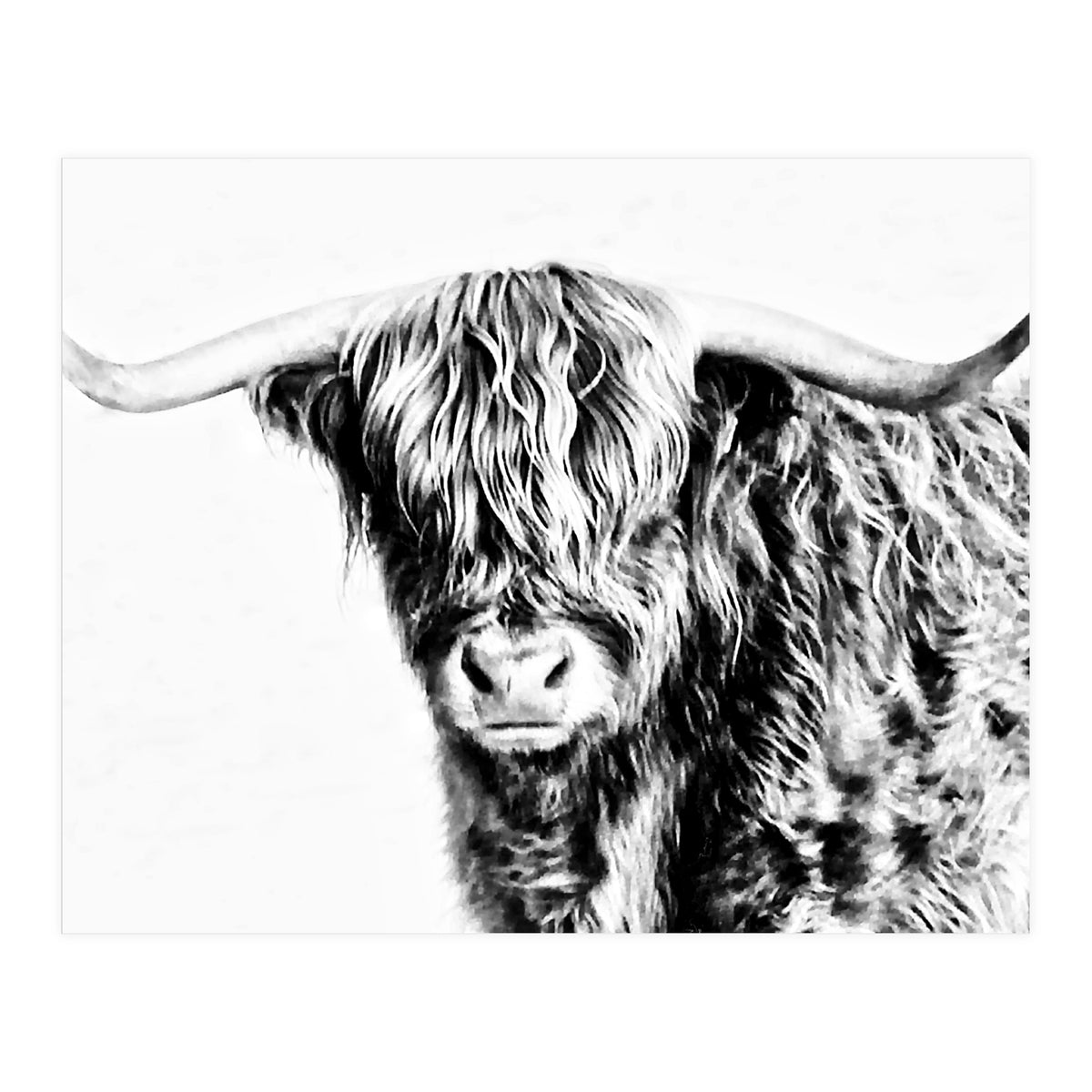 Highland bull (Print Only)