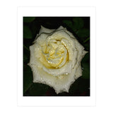 Floribunda Rose (Print Only) thumbnail