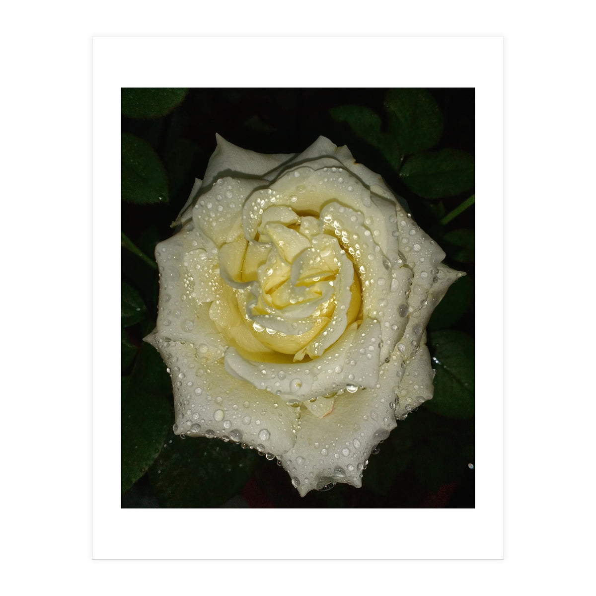 Floribunda Rose (Print Only)