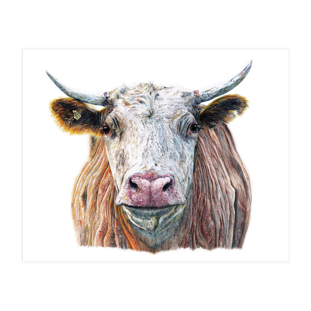 Cow No.1 (Print Only)