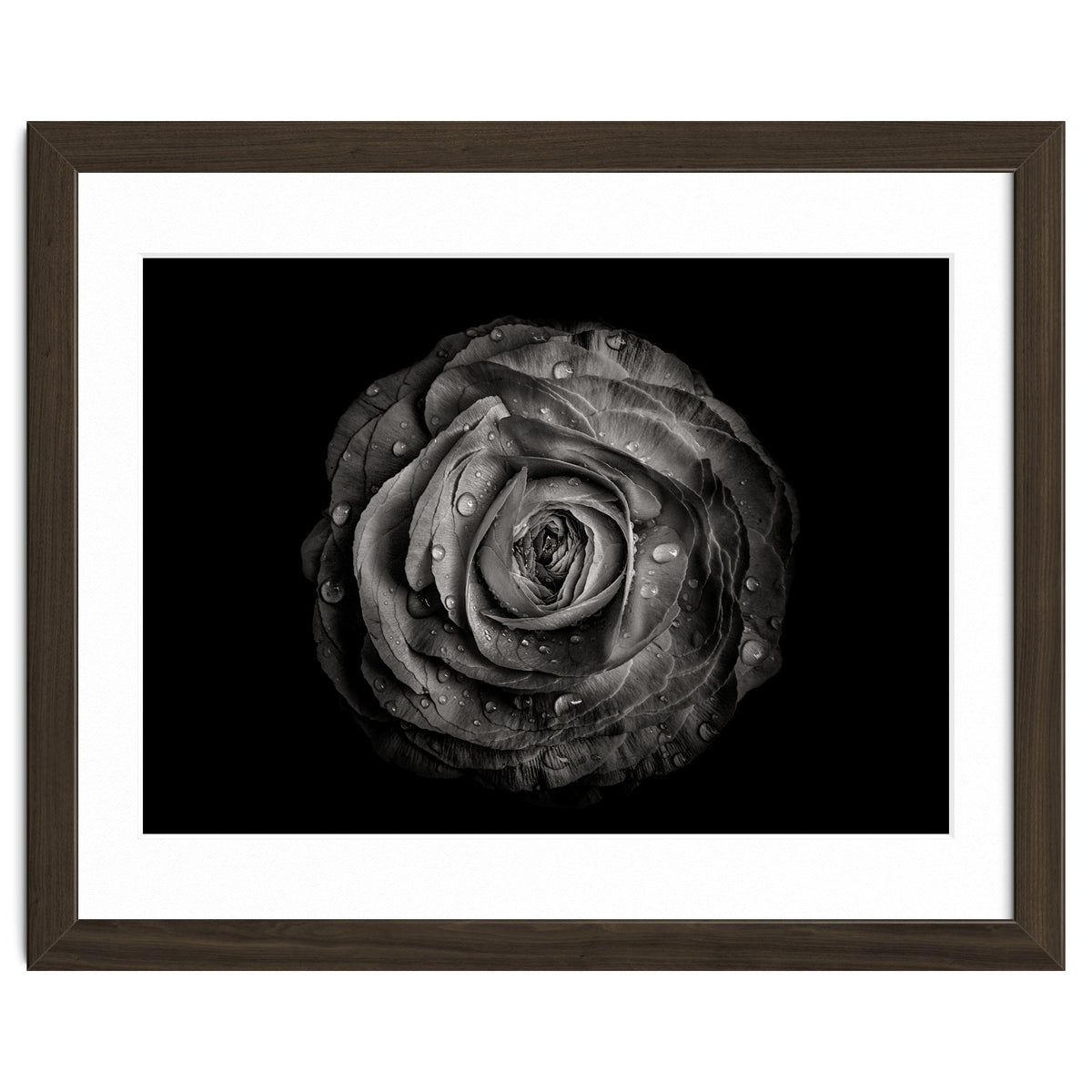 Backyard Flowers In Black And White 72