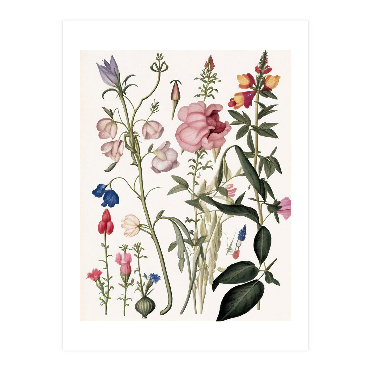 Flowers Botanical Vintage Illustration (Print Only)