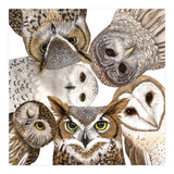 Owls (Print Only) thumbnail